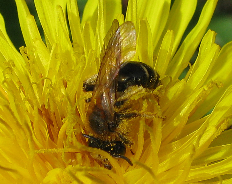 Andrena sp?